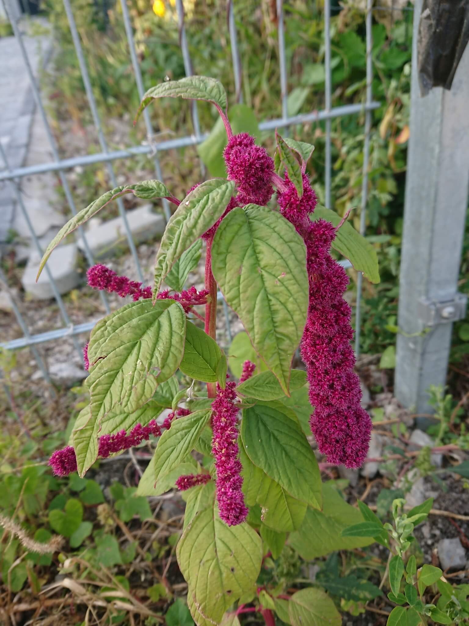 Amaranthus caudatus